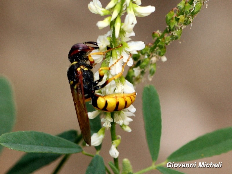 Philanthus triangulum (Crabronidae)